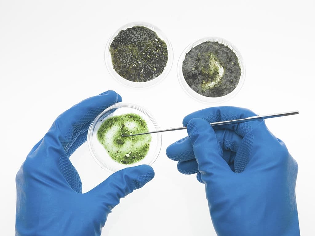 Lab technician analyzing mold culture samples in petri dishes