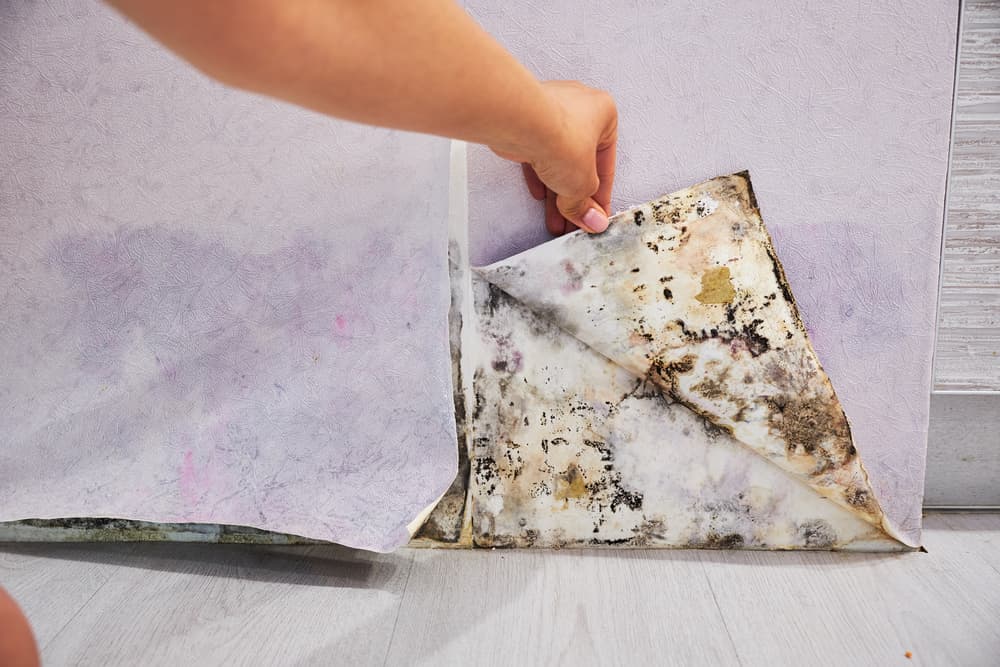 Mold growth spreading across a wall after hidden water intrusion